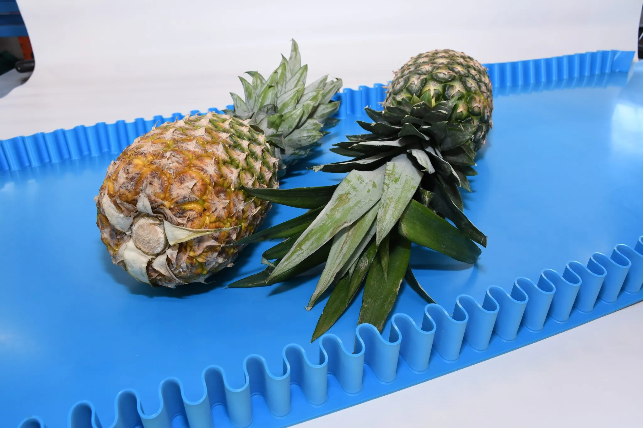 附波浪擋邊的藍色輸送帶搬送鳳梨